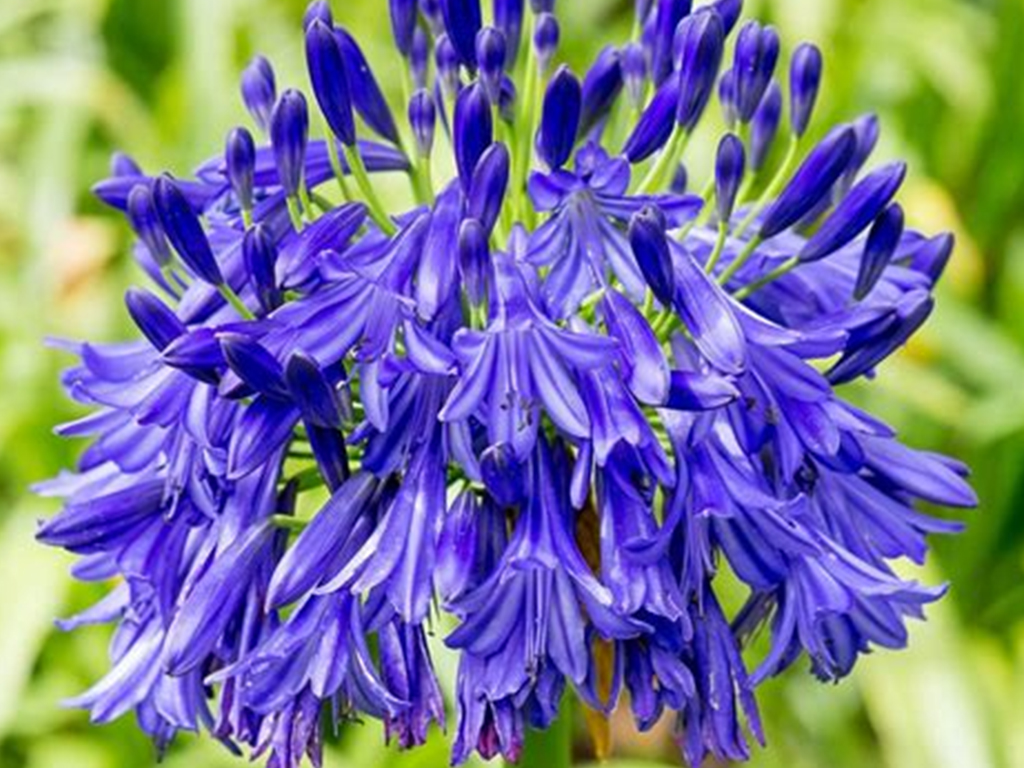 Agapanthus