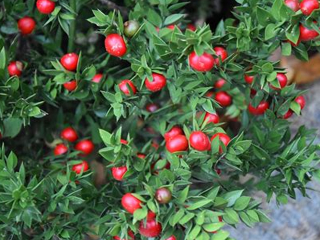 Ruscus